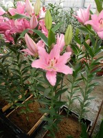 [5246 Barrage No02.JPG]